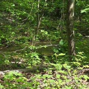 Photo #10 of 4127 HARDSCRABBLE, LINDEN, VA 13.2 acres