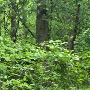 Photo #15 of 4127 HARDSCRABBLE, LINDEN, VA 13.2 acres