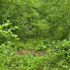 Photo #4 of 4127 HARDSCRABBLE, LINDEN, VA 13.2 acres