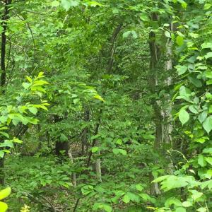 Photo #7 of 4127 HARDSCRABBLE, LINDEN, VA 13.2 acres