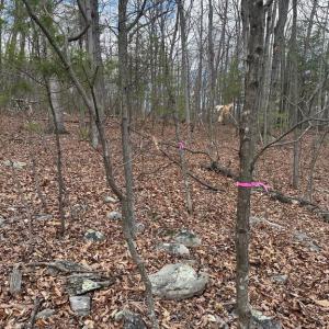 Photo #9 of FOREST EXT DR, LURAY, VA 1.8 acres