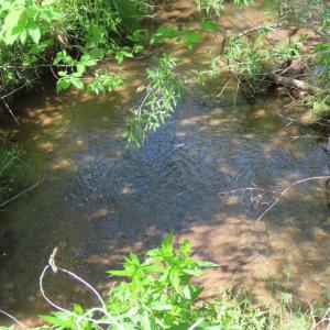 Photo #7 of BEN VENUE RD, FLINT HILL, VA 13.2 acres