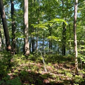 Photo #5 of 12511 HAWKINS LN, SPOTSYLVANIA, VA 0.5 acres