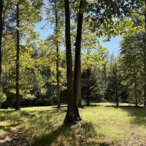 Photo #3 of 251 HAWK CIR, LOCUST DALE, VA 5.2 acres