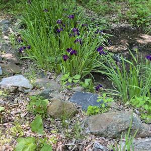 Photo #9 of 251 HAWK CIR, LOCUST DALE, VA 5.2 acres