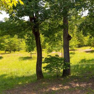 Photo #2 of PEACH GROVE ROAD, LOUISA, VA 13.5 acres