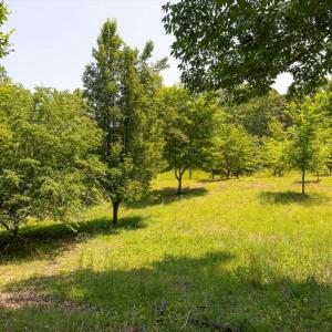Photo #4 of PEACH GROVE ROAD, LOUISA, VA 13.5 acres