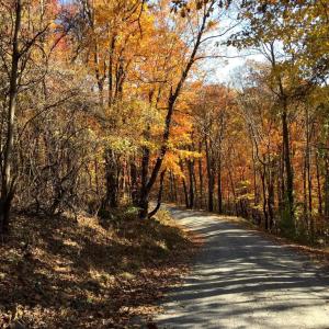 Photo #2 of LOT D45-49, STANLEY, VA 4.0 acres