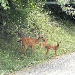 Photo #5 of LOT D45-49, STANLEY, VA 4.0 acres