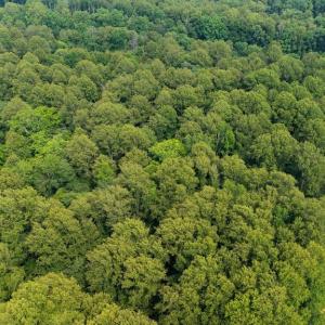 Photo #4 of SEMINOLE TRL, MADISON, VA 7.8 acres