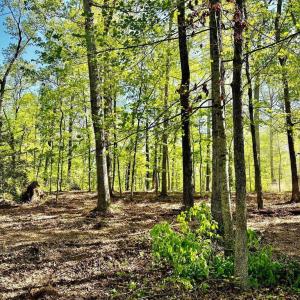 Photo #1 of TAPPS FORD RD, AMISSVILLE, VA 5.1 acres