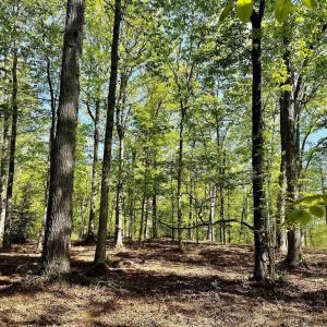 Photo #2 of TAPPS FORD RD, AMISSVILLE, VA 5.1 acres