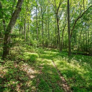 Photo #9 of ELLETT LN, RIXEYVILLE, VA 11.8 acres