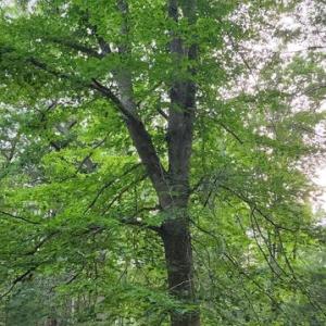 Photo #44 of 272 MOON SHADOW LN, LOUISA, VA 5.0 acres