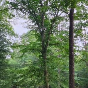 Photo #45 of 272 MOON SHADOW LN, LOUISA, VA 5.0 acres