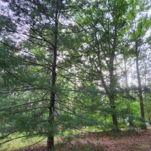 Photo #43 of 272 MOON SHADOW LN, LOUISA, VA 5.0 acres