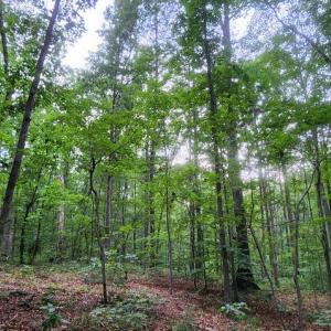 Photo #38 of 272 MOON SHADOW LN, LOUISA, VA 5.0 acres