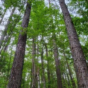 Photo #42 of 272 MOON SHADOW LN, LOUISA, VA 5.0 acres