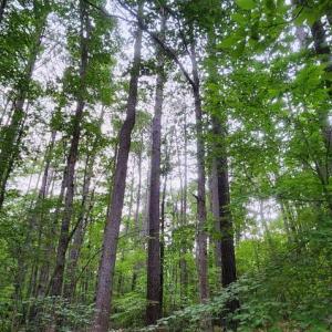 Photo #40 of 272 MOON SHADOW LN, LOUISA, VA 5.0 acres