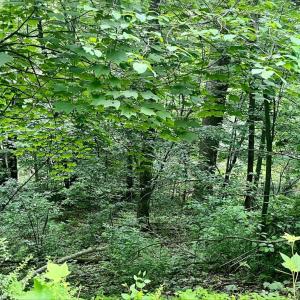 Photo #1 of GREENWAY LANE, LURAY, VA 0.9 acres