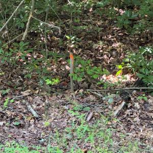 Photo #5 of 9609 PEPPERTREE RD, SPOTSYLVANIA, VA 3.5 acres