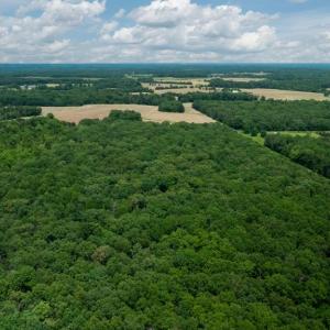 Photo #13 of 11326 ROGUES ROAD S, MIDLAND, VA 24.9 acres