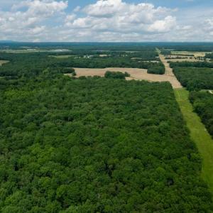 Photo #14 of 11326 ROGUES ROAD, MIDLAND, VA 24.9 acres