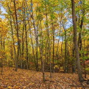 Photo #9 of LUCAS HOLLOW RD, STANLEY, VA 40.6 acres