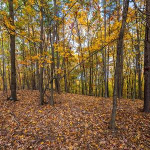 Photo #11 of LUCAS HOLLOW RD, STANLEY, VA 40.6 acres