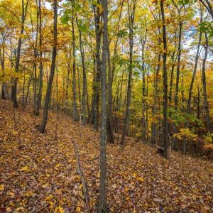 Photo #12 of LUCAS HOLLOW RD, STANLEY, VA 40.6 acres