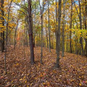 Photo #13 of LUCAS HOLLOW RD, STANLEY, VA 40.6 acres