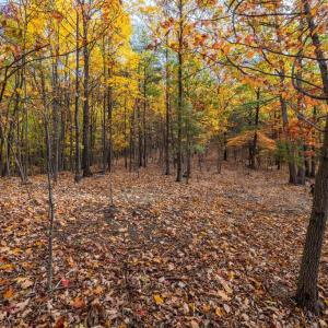 Photo #16 of LUCAS HOLLOW RD, STANLEY, VA 40.6 acres