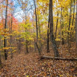 Photo #22 of LUCAS HOLLOW RD, STANLEY, VA 40.6 acres
