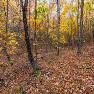 Photo #24 of LUCAS HOLLOW RD, STANLEY, VA 40.6 acres