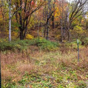 Photo #26 of LUCAS HOLLOW RD, STANLEY, VA 40.6 acres