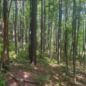 Photo #3 of THORNTON GAP CHURCH ROAD, SPERRYVILLE, VA 7.5 acres