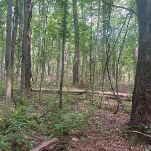 Photo #1 of THORNTON GAP CHURCH ROAD, SPERRYVILLE, VA 7.5 acres