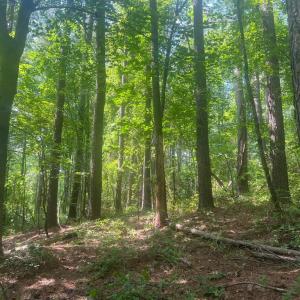 Photo #2 of THORNTON GAP CHURCH ROAD, SPERRYVILLE, VA 7.5 acres