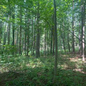 Photo #4 of THORNTON GAP CHURCH ROAD, SPERRYVILLE, VA 7.5 acres