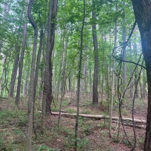 Photo #5 of THORNTON GAP CHURCH ROAD, SPERRYVILLE, VA 7.5 acres