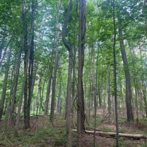 Photo #7 of THORNTON GAP CHURCH ROAD, SPERRYVILLE, VA 7.5 acres