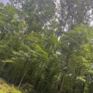 Photo #1 of MEANDER RUN ROAD, LOCUST DALE, VA 5.3 acres