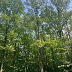 Photo #3 of MEANDER RUN ROAD, LOCUST DALE, VA 5.3 acres