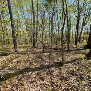 Photo #10 of 13323 BLACK MEADOW RD, SPOTSYLVANIA, VA 5.1 acres
