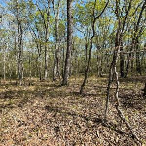 Photo #15 of 13323 BLACK MEADOW RD, SPOTSYLVANIA, VA 5.1 acres