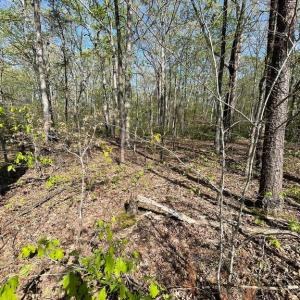 Photo #16 of 13323 BLACK MEADOW RD, SPOTSYLVANIA, VA 5.1 acres