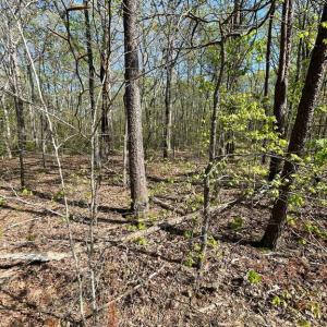 Photo #17 of 13323 BLACK MEADOW RD, SPOTSYLVANIA, VA 5.1 acres