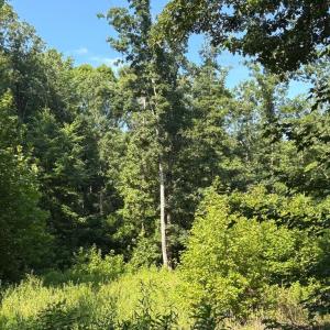 Photo #4 of 23 TAYLOR RD, LOUISA, VA 11.8 acres