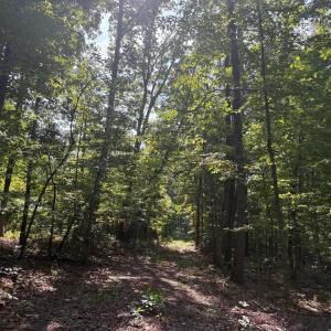 Photo #6 of 23 TAYLOR RD, LOUISA, VA 11.8 acres