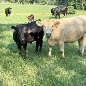 Photo #6 of ROCK MILLS RD, WOODVILLE, VA 6.7 acres